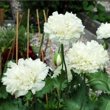 Souked 10PCS Papaver Rhoeas Europe White Corn Poppy Flower Seeds