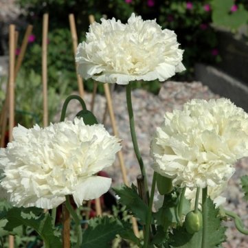 Souked 10PCS Papaver Rhoeas Europe White Corn Poppy Flower Seeds