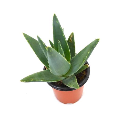 Aloe Vera Ferox 10cm Planta Natural en Maceta Cicatrizante, Cuidado de Piel