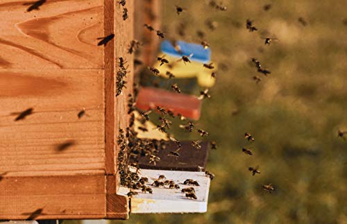 Miel de abeja pura Romero Hecha en España 100% Natural, Miel cruda sin calentar sin aditivos directo de Apicultor- 1 Kg