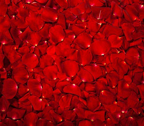 Pétalos de Rosa Rojos Confeti. Flores De Seda Románticas De La Sentir. día de San Valentín. Hojas Rojas (2000)