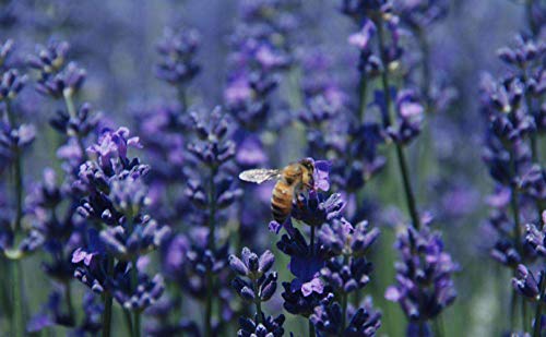 TooGet Flores Naturales de Lavanda Brotes de Lavanda Seca, Artesanías de Bricolaje, Bolsitas, Jabón, Baños Fragancia Fresca - 115g