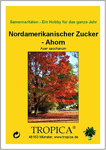 TROPICA - Arce azucarero (Acer saccharum) - 25 semillas- Árboles