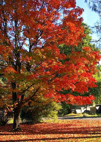 TROPICA - Arce azucarero (Acer saccharum) - 25 semillas- Árboles