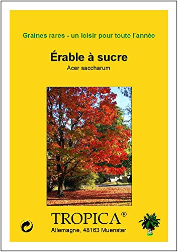 TROPICA - Arce azucarero (Acer saccharum) - 25 semillas- Árboles