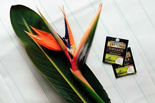 Twinings Voyage - Brazilian Baia - Té Negro Aromatizado con Semillas de Vainilla, Coco y Cacao - Sabor Dulce y Aterciopelado - Recuerda a la Mente las Atmósferas Paradisíacas de Brasil (25 Bolsas)