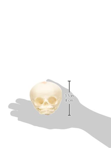 3B Scientific A25 Modelo de anatomía humana Cráneo de Feto + software de anatomía gratuito - 3B Smart Anatomy