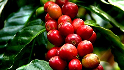 Café verde: practique la mezcla de café Arabica (100% Arábica) para tostar y tostar en su tostador casero - 1000 g