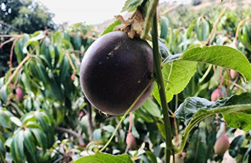 Caja de Fruta de la Pasion-fruta natural de nuestra finca