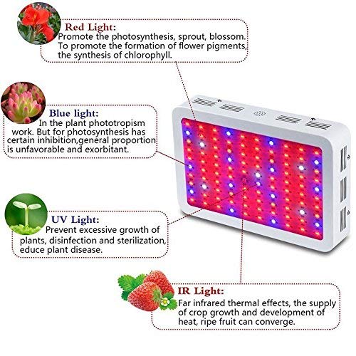 Calistouk 300W/600W/1000W/1200W LED Grow Light Full Spectrum para Plantas de Invernadero hidropónicas de Interior Veg and Bloom 100pcs 10W LED (1000W)