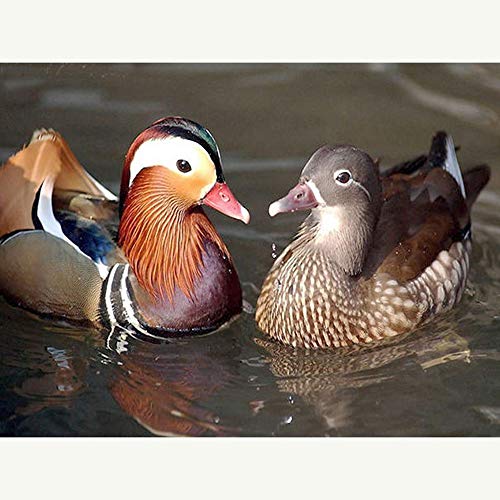 Diamond Painting by Numbers Kits DIY 5D Full Drill Mandarin Duck Large Paste Crystal Rhinestone Adults Kids Handmade Embroidery Diamond Art Craft for Home Wall Decor 70x90cm B4998