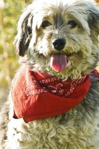 Dog In A Scarf Notebook