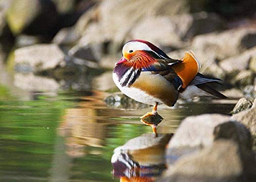 ELLCDRJ Mandarin Duck 1000 Rompecabezas Rompecabezas de Madera Rompecabezas Rompecabezas de Piso Adulto Animal Rompecabezas Niños Juego de Inteligencia Aprendizaje Educación Juguete de descompresión