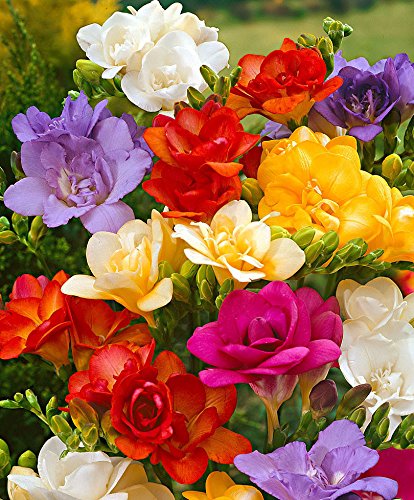 Freesia Double Mix - 10 / Freesia Double Mix - 10 bulbos