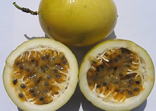 SAFLAX - Fruta de la pasión - 40 semillas - Con sustrato estéril para cultivo - Passiflora edulis