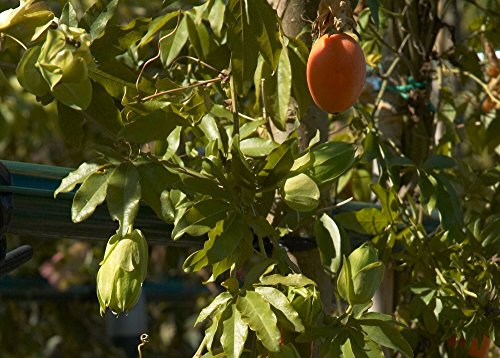 SAFLAX - Set de cultivo - Flor de la pasión - 25 semillas - Con mini-invernadero, sustrato de cultivo y 2 maceteros - Passiflora caerulea