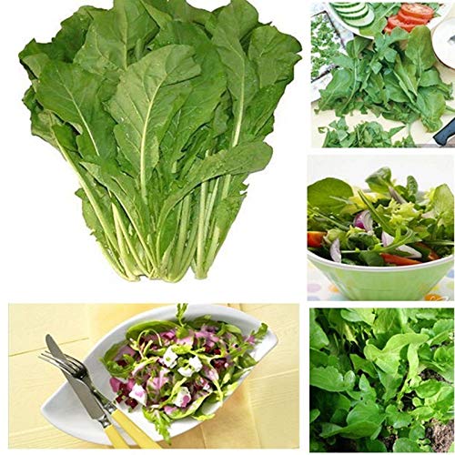 ScoutSeed ROCKET Organic Vegetable Un ingrediente sabroso para semillas de ensalada mixtas (250 semillas)