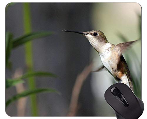 Yanteng Rectángulo Personalizado Antideslizante de Goma Mousepad, colibrí pájaro Volando Juegos Alfombrillas de ratón