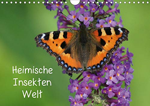 Kattobello, K: Heimische Insekten Welten (Wandkalender 2020