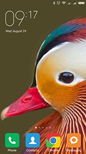 Mandarin duck Wallpapers