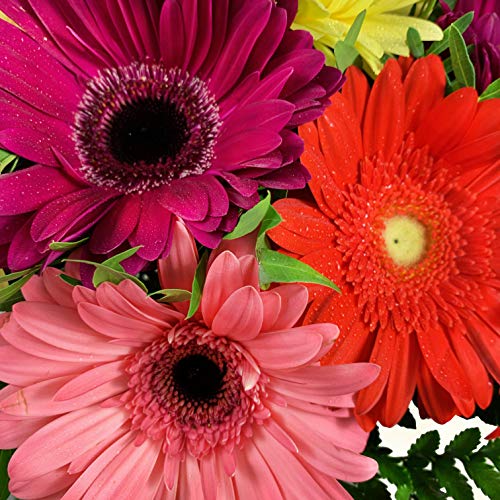 RAMO DE GERBERAS NATURALES - ENTREGA EN 24 HORAS - FLORES FRESCAS