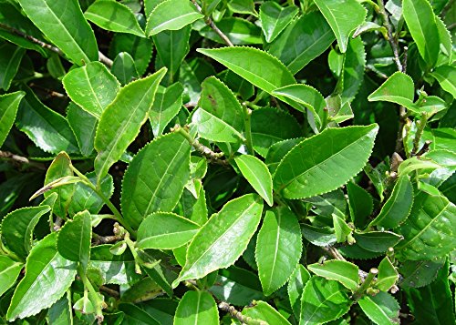 SAFLAX - Árbol del té - 6 semillas - Camelia sinensis