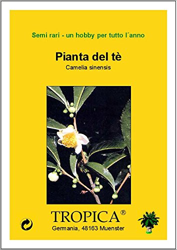 TROPICA - Planta de té (Camelia sinensis) - 10 semillas- Cultivos