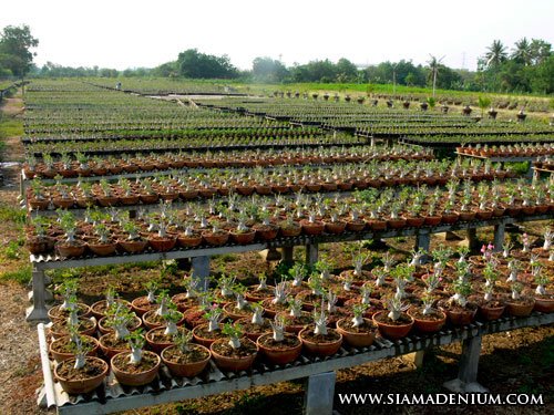 Tropica - Suculentas - Adenium (Adenium obesum) - 8 Semillas