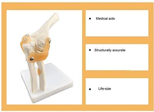 CHHD Modelo de articulación de búsqueda de Esqueleto Humano del Codo Médico, Modelo de Movimiento de la articulación del Codo con el Modelo de legama esquelético