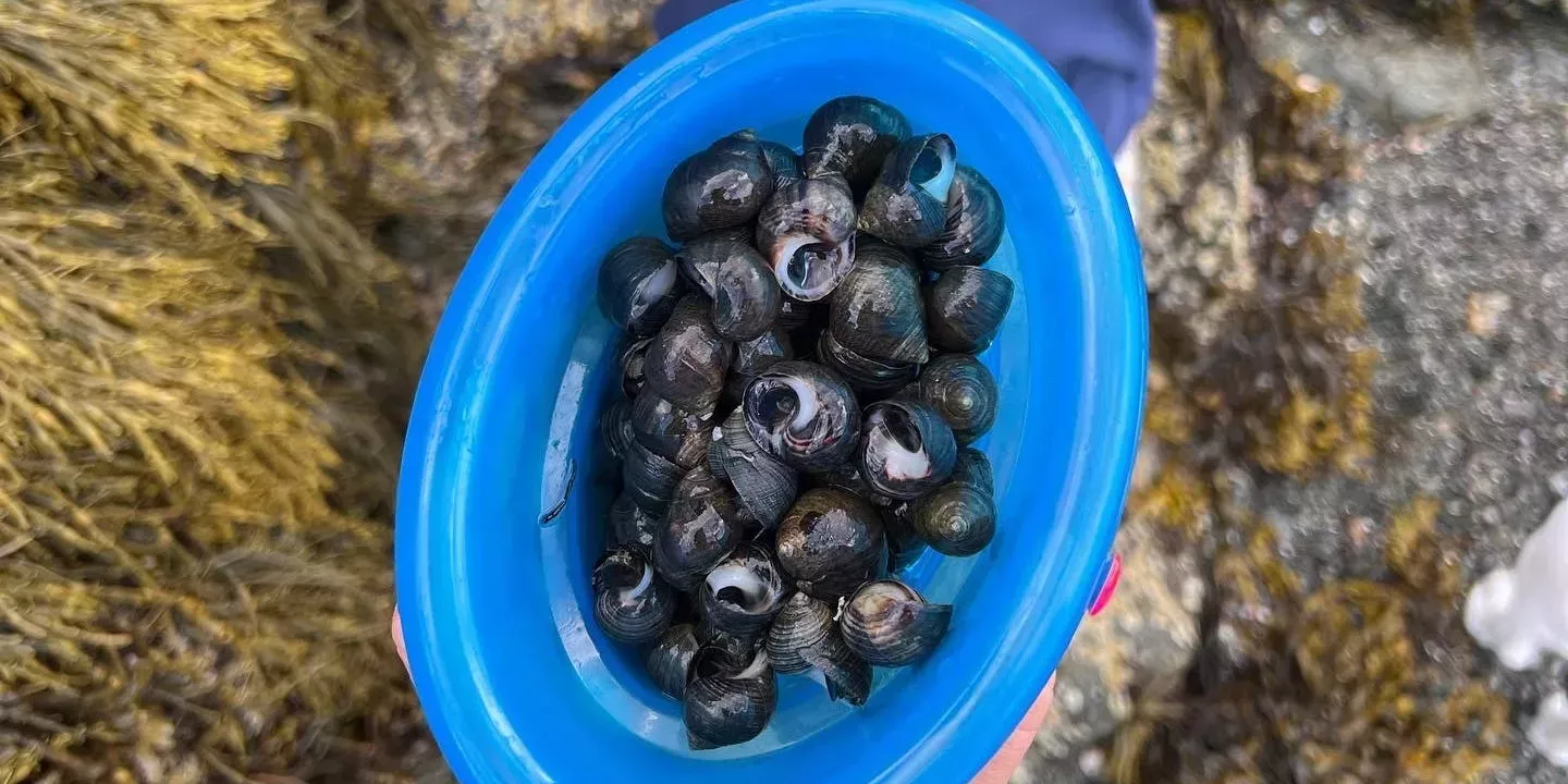 Mis hijos y yo buscamos caracoles de mar y los cenamos. Fue una de las comidas más deliciosas que hemos tenido.