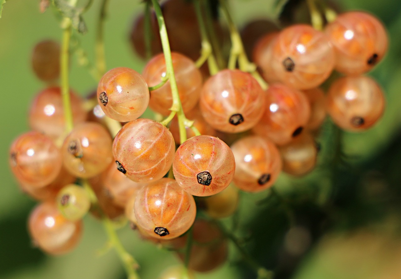 ¿Cuáles son las cremas antioxidantes?