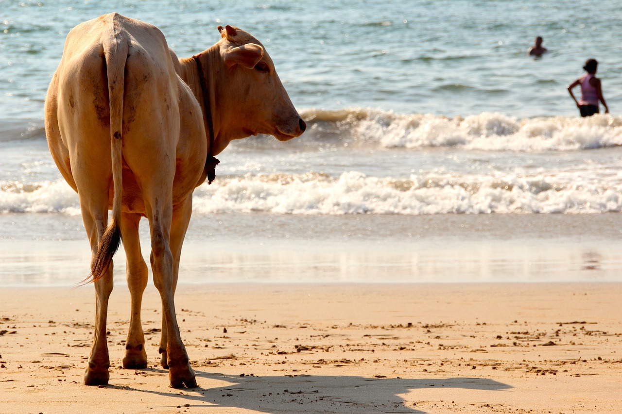 ¿Cuánto cuesta el tratamiento sublime de Goa?