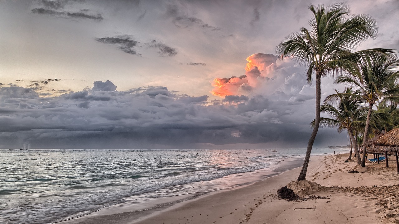 ¿Qué significado tiene la palmera?