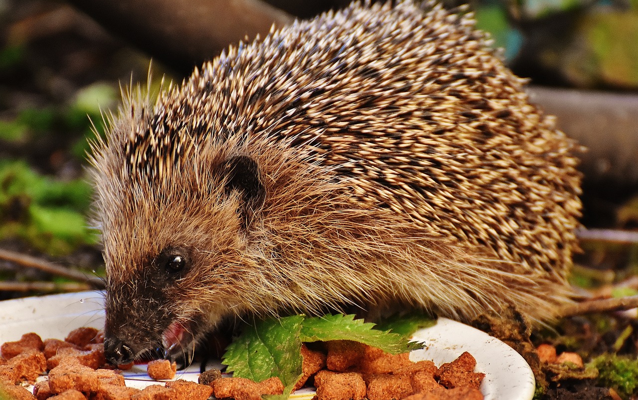 ¿Qué tipo de comida se puede comer en la noche?