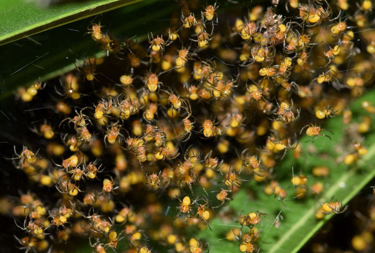 ¿Cómo desaparecer las arañitas de la nariz?