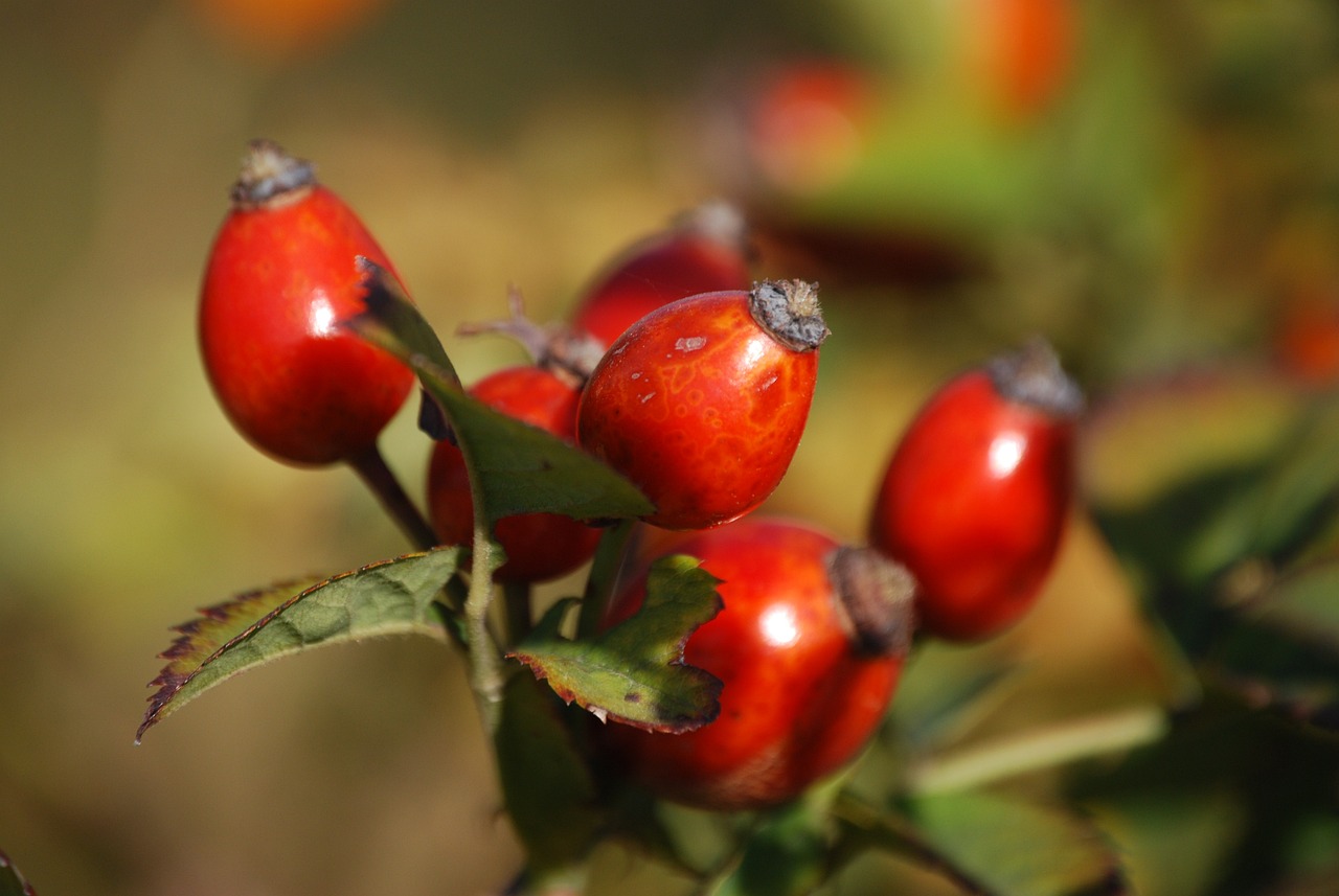 ¿Qué beneficios trae la rosa mosqueta?