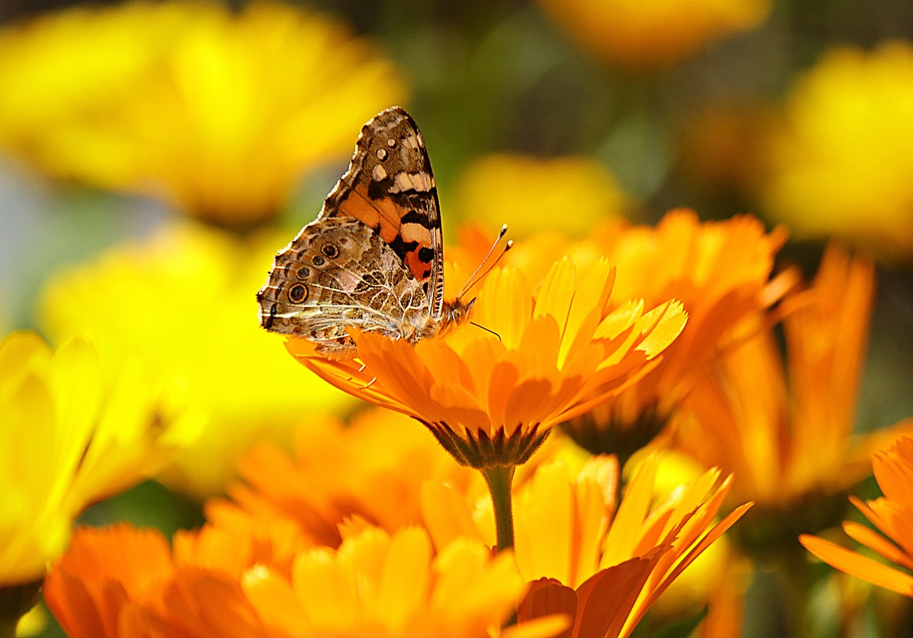 ¿Cómo se usa el tónico de Calendula?