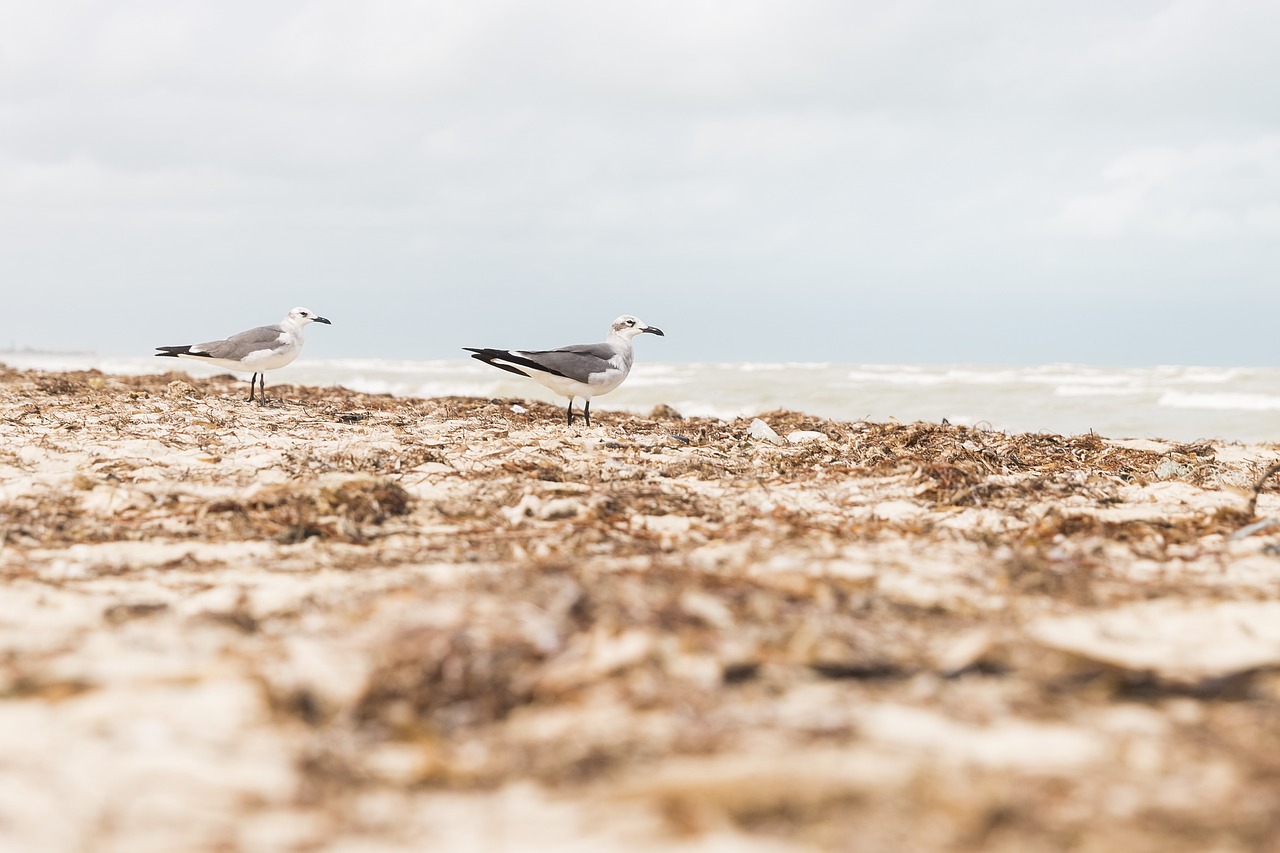 ¿Qué es el Kelp y para qué sirve?