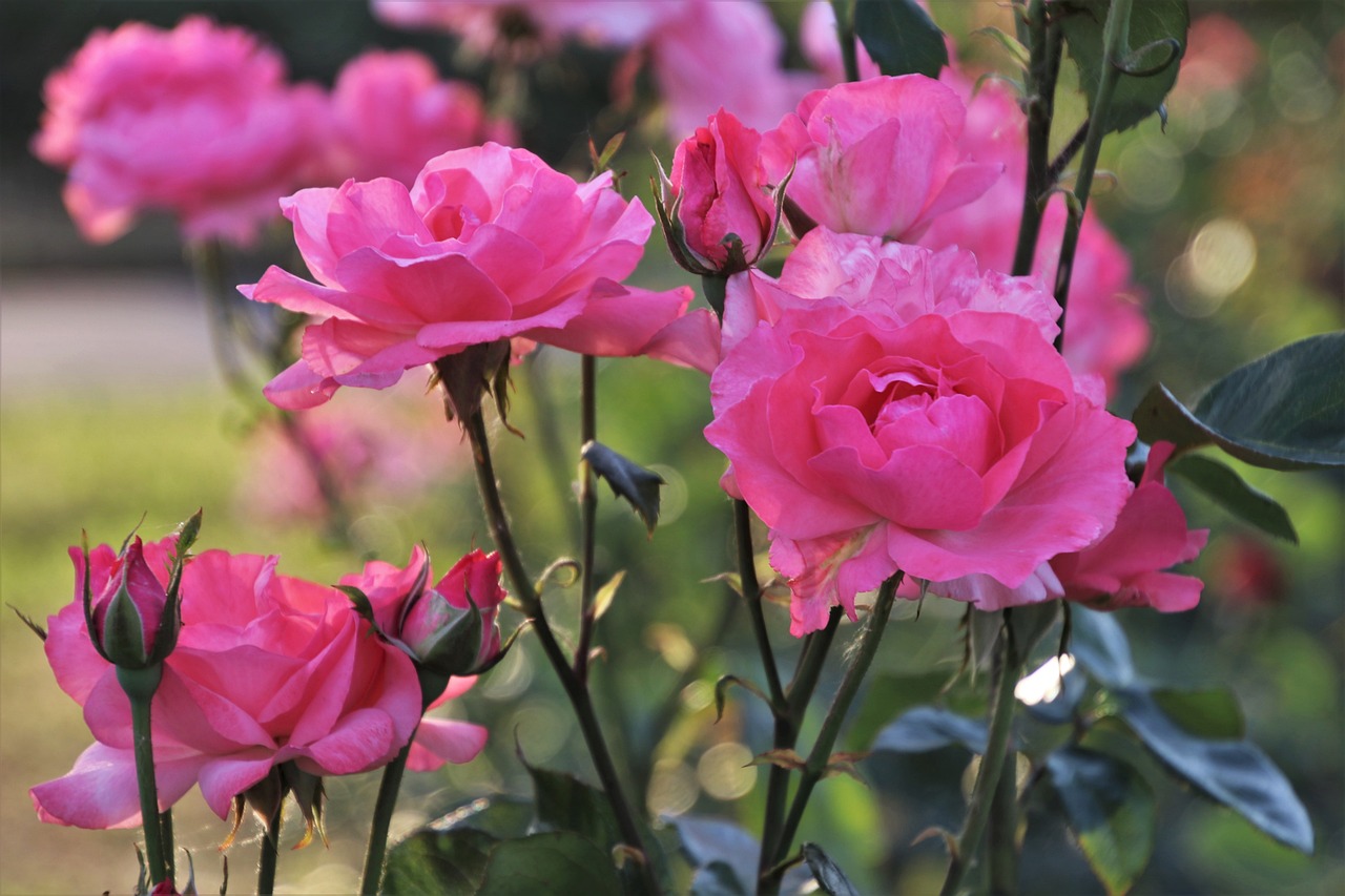 ¿Qué significa que sienta olor a rosas?