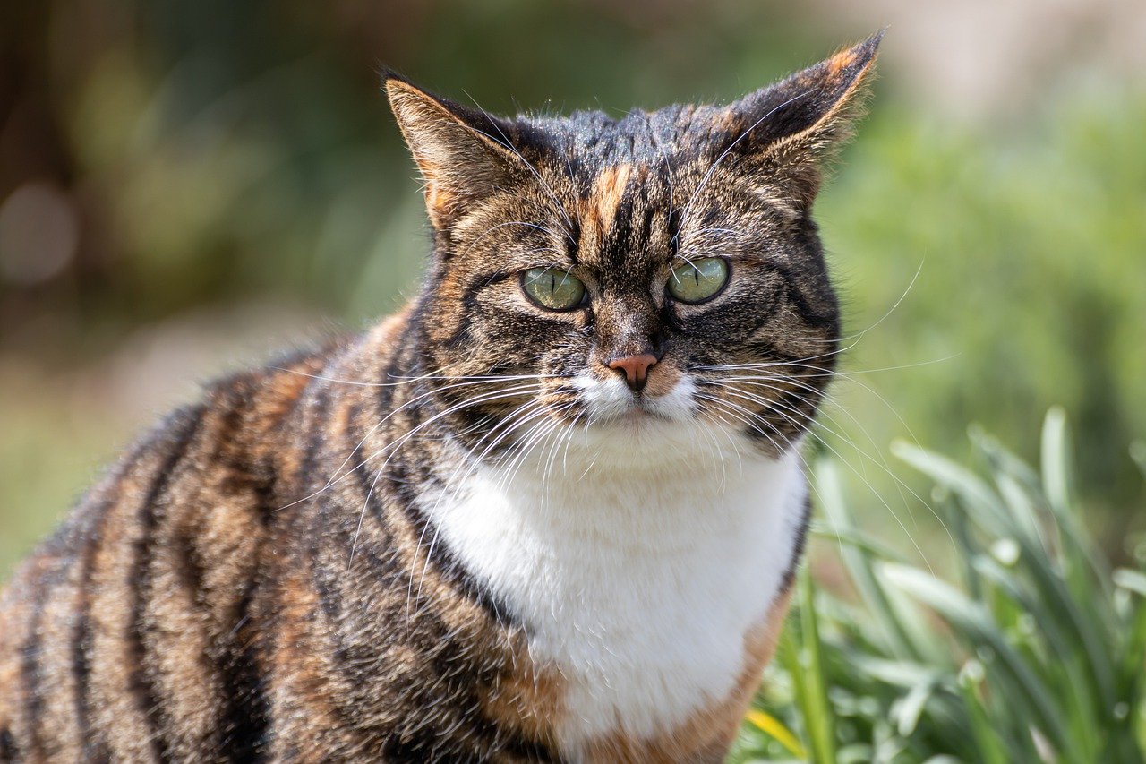 ¿Quién es la gata verde?