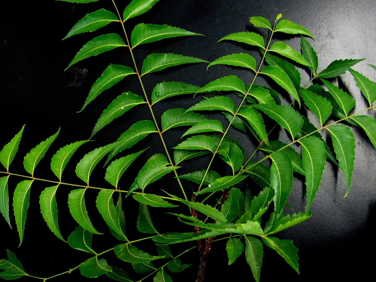 ¿Qué propiedades curativas tiene el neem?