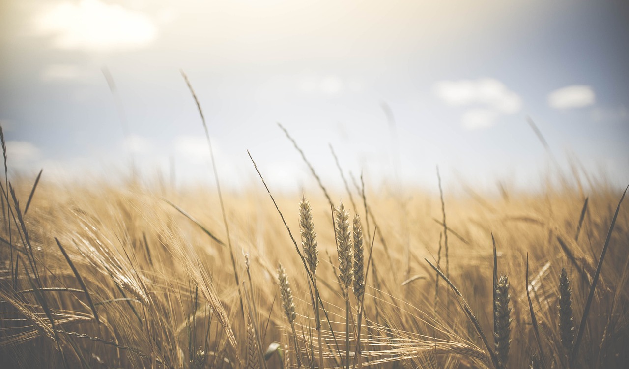 ¿Qué alimentos contienen más carbohidratos?