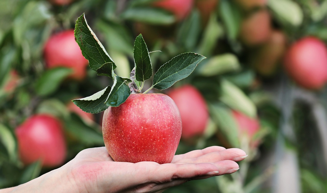 ¿Qué pomadas tienen vitamina A?