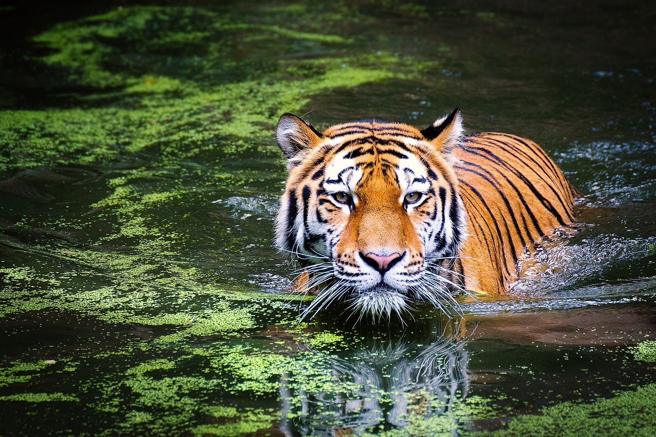 ¿Qué es el bálsamo de tigre rojo?