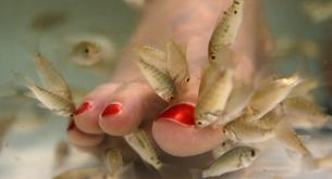 Ictioterapia: La pedicura hecha por peces 