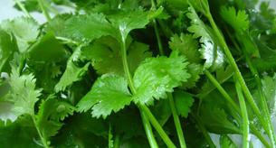 El cilantro: una hierba con alta densidad nutritiva