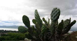 El cactus, un alimento desconocido