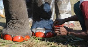 Pedicura para elefantas ¡ellas también quieren EstarGuapas!