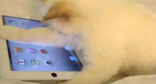 Toma foto mona: El gato de Karl Lagerfeld jugando con un iPad