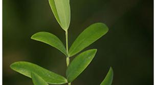 Un buen tratamiento para el acné: el aceite de árbol de té 